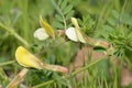 Hairy Yellow Vetch