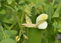 Hairy Yellow Vetch