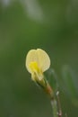 Hairy yellow vetch Vicia hybrida pale yellow flower