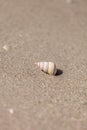 Haitian Tree Snail Rainbow Striped Shell Liguus virgineus