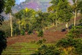 Haitien farmers eek out a living on a hillside in mountainous rural Haiti.