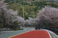 Hakdong road cherry blossoms in Geoje, Korea Royalty Free Stock Photo