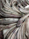 Hake in the market placed artistically Royalty Free Stock Photo