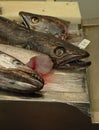 Hake for sale at Cadiz fish Market