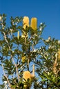 Hakea Royalty Free Stock Photo