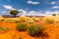 A Hakea tree stands alone in the Australian outback during sunset. Royalty Free Stock Photo