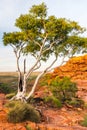 A Hakea tree stands alone in the Australian outback during sunset. Pilbara Royalty Free Stock Photo