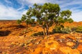 A Hakea tree stands alone in the Australian outback during sunset. Pilbara Royalty Free Stock Photo