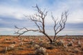 A Hakea tree stands alone in the Australian outback during sunset. Pilbara Royalty Free Stock Photo