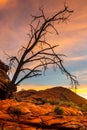 A Hakea tree stands alone in the Australian outback during sunset. Pilbara Royalty Free Stock Photo