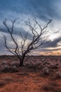 A Hakea tree stands alone in the Australian outback during sunset. Pilbara Royalty Free Stock Photo