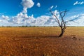 A Hakea tree stands alone in the Australian outback during sunset. Pilbara Royalty Free Stock Photo