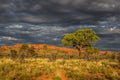 A Hakea tree stands alone in the Australian outback during sunset. Royalty Free Stock Photo