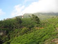 Hakgala Tea garden in Sri Lanka