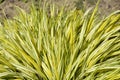 Hakone grass Aureola