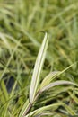 Hakone grass Aureola