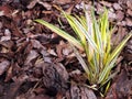 Hakonechloa macra 'Aureola' - Golden japanese forest grass.