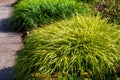 Hakonechloa macra `Aureola