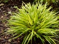 Hakonechloa macra or Hakone grass bright variegated foliage