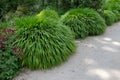Hakonechloa macra or japanese forest grass