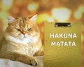 Hakuna Matata, Swahili phrase it means no worries