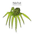 Hala fruit, Pandanus tectorius, edible and medicinal plant