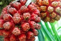 Hala fruit, Pandanus tectorius. Exotic tropical fruit Royalty Free Stock Photo