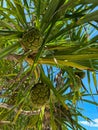 Hala fruit, or Pandanus tectorius, on a palm. Bottom view. Blue sky