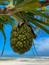 Hala fruit, or Pandanus tectorius, on a palm. Close up. Blue sky