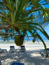 Hala fruit, or Pandanus tectorius, palm tree on a beach. Blue sky. Beach view
