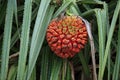 Hala fruit (Pandanus tectorius) Royalty Free Stock Photo