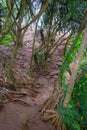 Hala tree roots along hiking trail to Queen`s Bath, jungle like, Kauai, Hawaii, USA