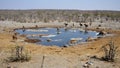 Halali Waterhole with Antelopes in Etosha NP