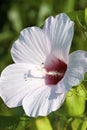 Halberd-leaved Rose Mallow 709037