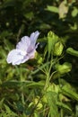 Halberd-leaved Rose Mallow 709039