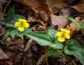 Halberd-leaved violet, found in spring in South Carolina