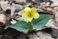 Halberd Leaved Violet (Viola hastata)