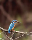 Halcyon ( Alcedo atthis ) Royalty Free Stock Photo