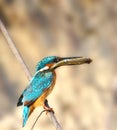 Halcyon with fish in the beak Royalty Free Stock Photo