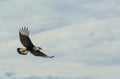 HalcÃÂ³n aguila vuelo Royalty Free Stock Photo