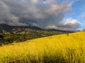 Back side of the haleakala crater grass fields ,road to hana, maui