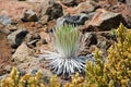 Haleakala Silversword, Hawaii Royalty Free Stock Photo