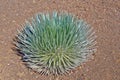 Haleakala Silversword (Hawaiian: ÃÂhinahina) Maui Royalty Free Stock Photo