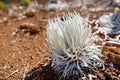 Haleakala silversword, highly endangered flowering plant endemic to the island of Maui, Hawaii Royalty Free Stock Photo