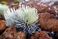 Haleakala silversword, highly endangered flowering plant endemic to the island of Maui, Hawaii Royalty Free Stock Photo