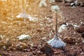 Haleakala silversword, highly endangered flowering plant endemic to the island of Maui, Hawaii Royalty Free Stock Photo