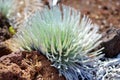 Haleakala silversword, highly endangered flowering plant endemic to the island of Maui, Hawaii Royalty Free Stock Photo