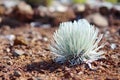 Haleakala silversword, highly endangered flowering plant endemic to the island of Maui, Hawaii Royalty Free Stock Photo