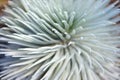 Haleakala silversword, highly endangered flowering plant endemic to the island of Maui, Hawaii Royalty Free Stock Photo