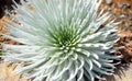 Haleakala silversword, highly endangered flowering plant endemic to the island of Maui, Hawaii. Argyroxiphium sandwicense subsp. s